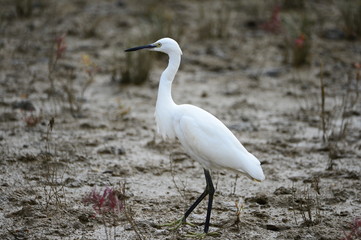 egrets
