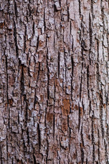 Brown and White Bark Of Tree