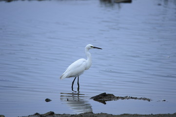 egrets