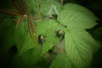 Heavy traffic / bugs on a leaf 