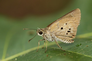Image of The Indian Palm Bob butterfly (Suastus gremius gremius Fabricius, 1798) on green leaves. Insect Animal