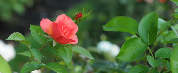 Obraz premium LandscapeRedRoseonLeft