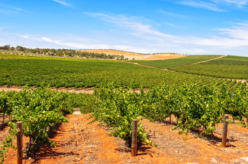 Fototapeta na wymiar Rows of vines - Clare Valley, SA, Australia