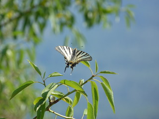 Papillon Flamb&eacute; sur feuille