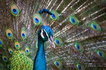 Naklejka na ściany i meble Image of a peacock showing its beautiful feathers. wild animals.