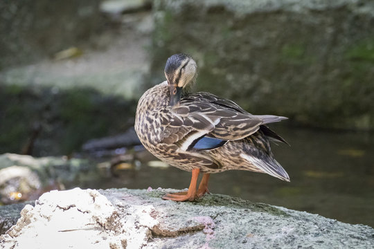 Image of male mallard ducks (Anas platyrhynchos) standing on the rock.