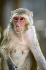 Image of a female monkey on nature background. Wild Animals.
