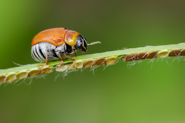 Image of beetle(Coleoptera) on green leaves. Insect Animal