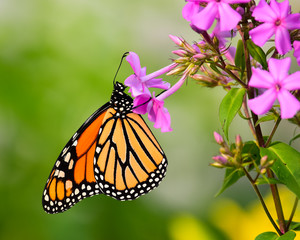 Monarch butterfly feeding on phlox flowers in garden