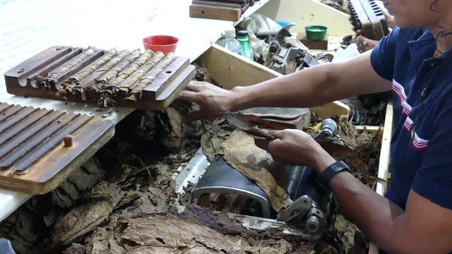 Putting cigar leaves together in a cigar factory in Esteli Nicaragua