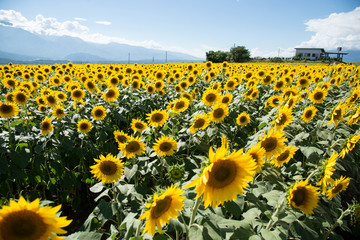 Obraz premium Sunflower Field