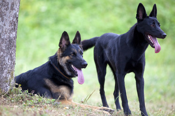 Deutscher Schäferhund und Malinois Hunde auf der Wiese