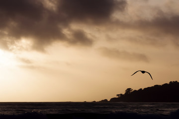Obraz premium Silhouette Flying Seagull Against Sunset Sky Over Ocean
