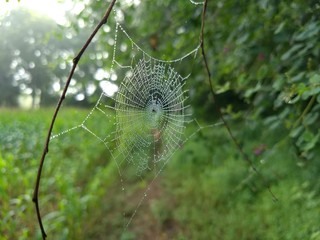 Silky web with morning dew