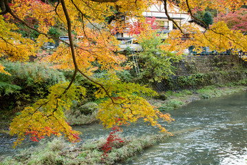 Autumn Leaves and River