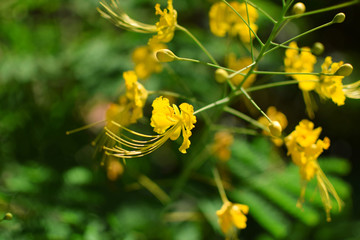 beautiful yellow flower and sunshine