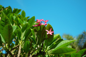 beautiful pink flower and sunshine