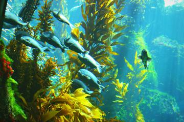 Fototapeta na wymiar School of fish in kelp garden