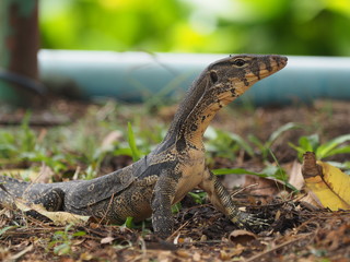 little water monitor looking something to eat  in big city