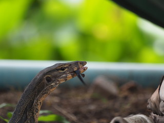 little water monitor looking something to eat  in big city