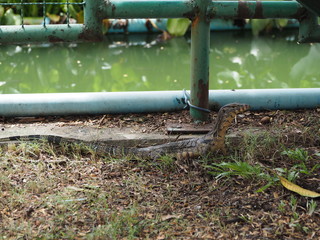 little water monitor looking something to eat  in big city