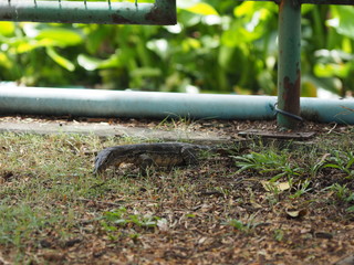 little water monitor looking something to eat  in big city