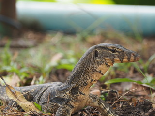 little water monitor looking something to eat  in big city