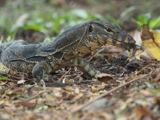 little water monitor looking something to eat  in big city