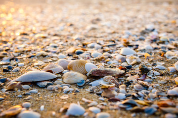 Sea shell on beach in the sunrise