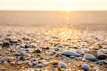 Sea shell on beach in the sunrise