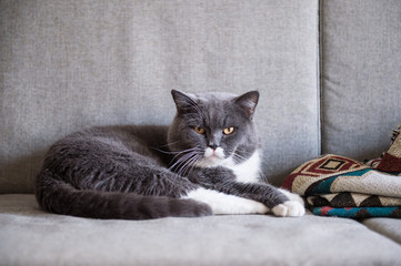 Gray British shorthair cats, indoors