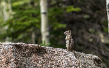 Chipmunk