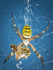 Wasp spider, Argiope with its prey