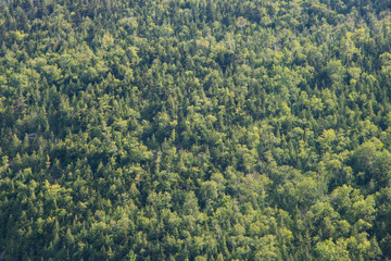 Forest From Above Texture
