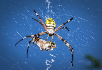Wasp spider, Argiope with its prey