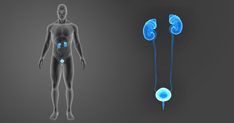 Urinary system zoom with organs anterior view