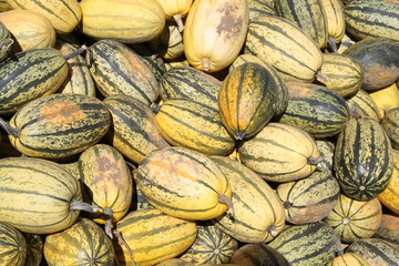 Spaghetti squash in a farmer's market in the fall