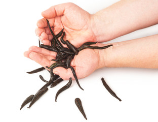 Obraz premium Leeches in hands