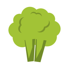 cauliflower or broccoli icon image vector illustration design 
