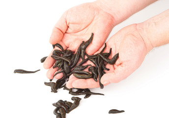 Leeches in  hands