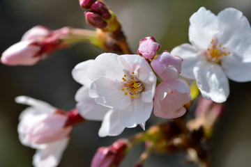 Fototapeta na wymiar Cherry blossom flowers are blooming in Fukuoka city, JAPAN. It is in April.