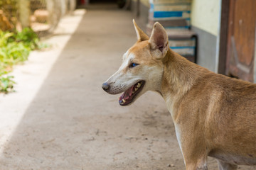 Thai dog