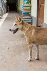 Thai dog