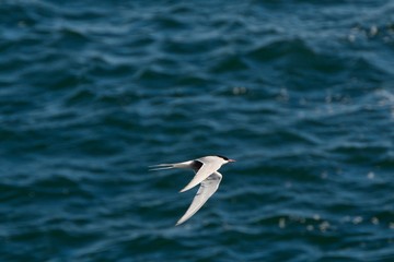Arctic tern, Hvalnes, Iceland