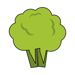 cauliflower or broccoli icon image vector illustration design 