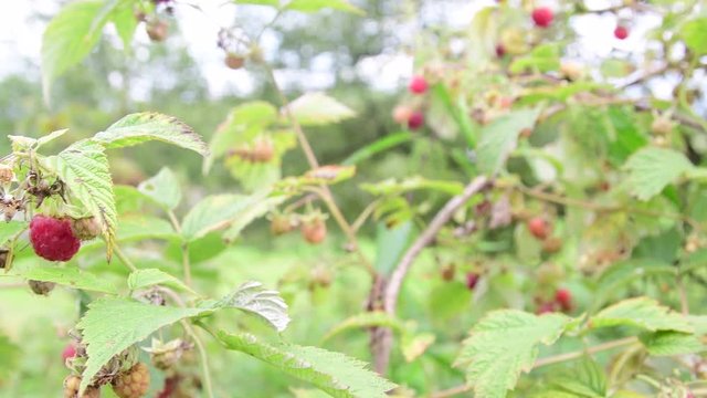 Wild raspberry. Closeup. Nature shot. Low DOF.