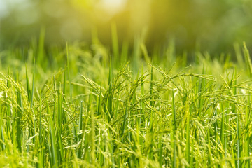Rice is growing in the field.
