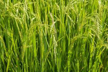 Fototapeta na wymiar Rice is growing in the field.