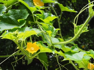 Yellow winter melon flower ivy vine creeper plant under bright sun