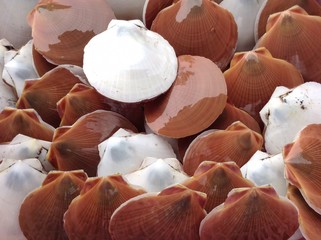 Scallops shell 